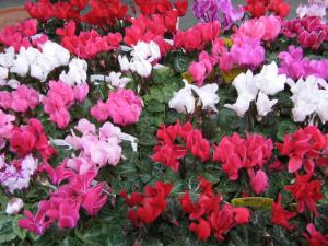 シクラメンの入荷するころ｜「フラワーギフト　花屋さん」　（福井県福井市の花キューピット加盟店 花屋）のブログ