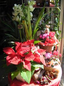 クリスマスにむけて｜「フラワーギフト　花屋さん」　（福井県福井市の花キューピット加盟店 花屋）のブログ