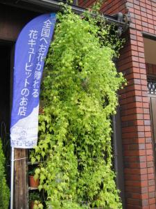 風船かずらで緑のカーテン♪｜「フラワーギフト　花屋さん」　（福井県福井市の花キューピット加盟店 花屋）のブログ