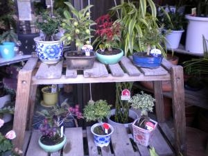 ミニ盆栽入荷しました♪～父の日にいかがでしょう～｜「フラワーギフト　花屋さん」　（福井県福井市の花キューピット加盟店 花屋）のブログ