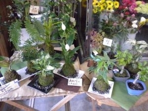 苔玉入荷しました♪｜「フラワーギフト　花屋さん」　（福井県福井市の花キューピット加盟店 花屋）のブログ