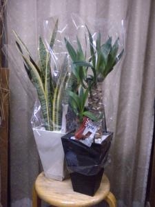 春の訪れ♪｜「フラワーギフト　花屋さん」　（福井県福井市の花キューピット加盟店 花屋）のブログ