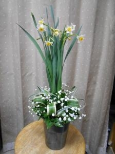 春のお花たち♪｜「フラワーギフト　花屋さん」　（福井県福井市の花キューピット加盟店 花屋）のブログ