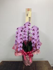 この頃お届けしたコチョウラン色々・・・｜「フラワーギフト　花屋さん」　（福井県福井市の花キューピット加盟店 花屋）のブログ