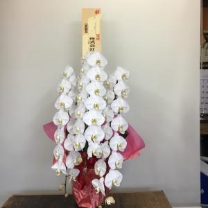 お祝いのコチョウランお届けしました☆彡「フラワーギフト　花屋さん」（福井県福井市の花屋）のギャラリー写真