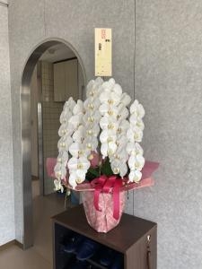 お届けしたコチョウラン色々「フラワーギフト　花屋さん」（福井県福井市の花屋）のギャラリー写真