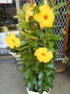 夏のお花♬｜「フラワーギフト　花屋さん」　（福井県福井市の花キューピット加盟店 花屋）のブログ