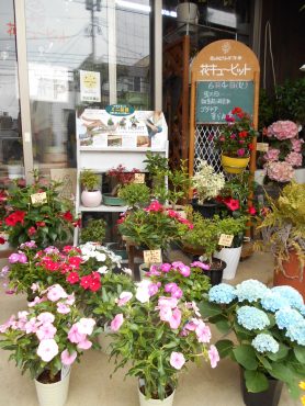 今日の入荷～ミニ盆栽も入りました♬～｜「フラワーギフト　花屋さん」　（福井県福井市の花キューピット加盟店 花屋）のブログ