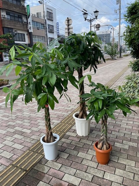 パキラ入荷しました☆彡｜「フラワーギフト　花屋さん」　（福井県福井市の花キューピット加盟店 花屋）のブログ